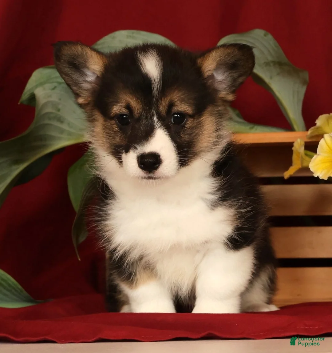 Welsh Corgi Pembroke dogs for sale: Jasmine - Ad 1