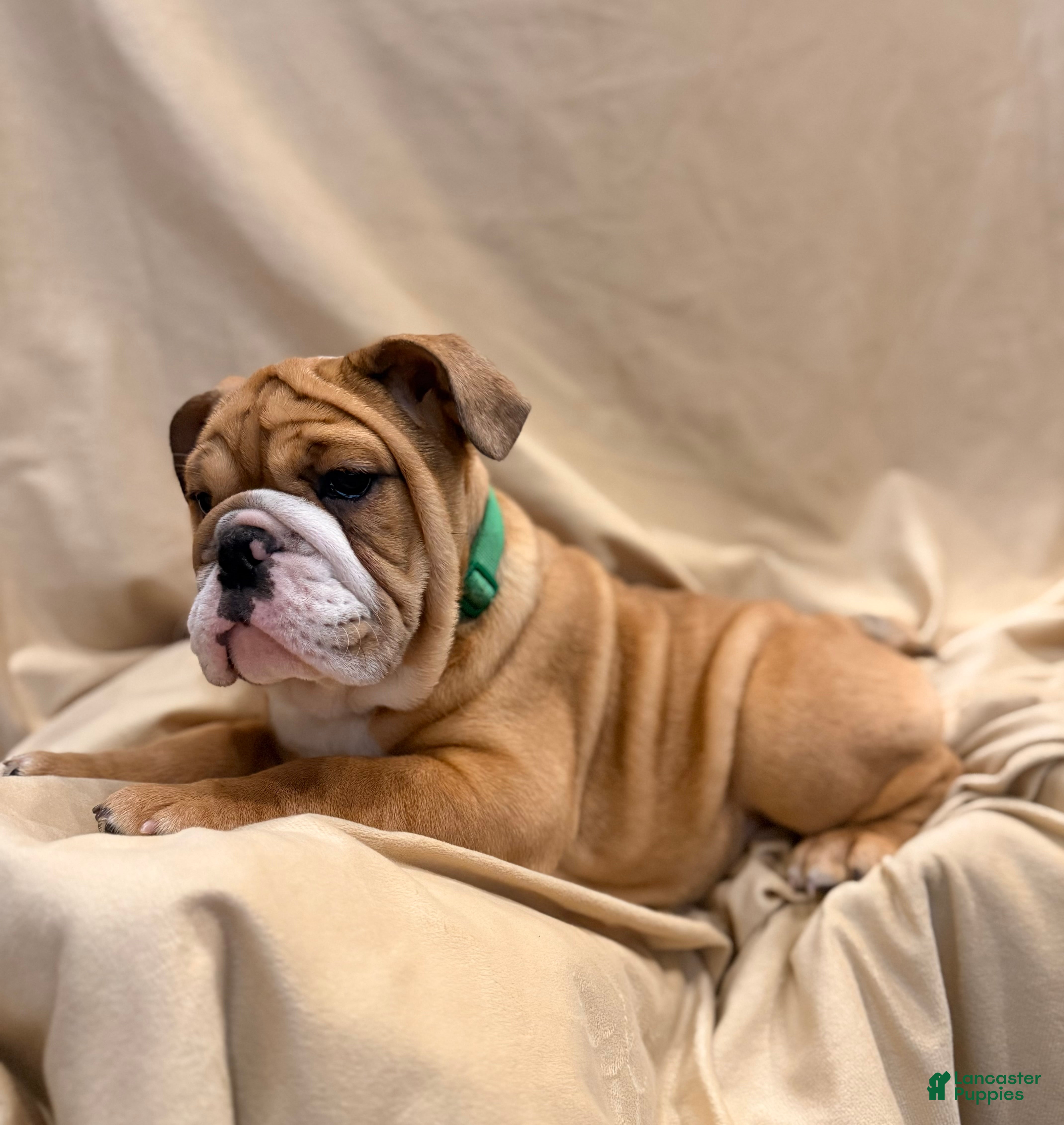 English Bulldog dogs Martha may - Ad 2
