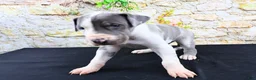 Great Dane dogs for sale: Cujo - Ad 14