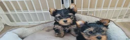 Yorkshire Terrier dogs for sale: Yorkshire Terrier 2 - Ad 4