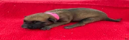 Belgian Malinois dogs for sale: Pink female  - Ad 4