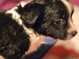 Chihuahua dogs Freddie - Ad 7