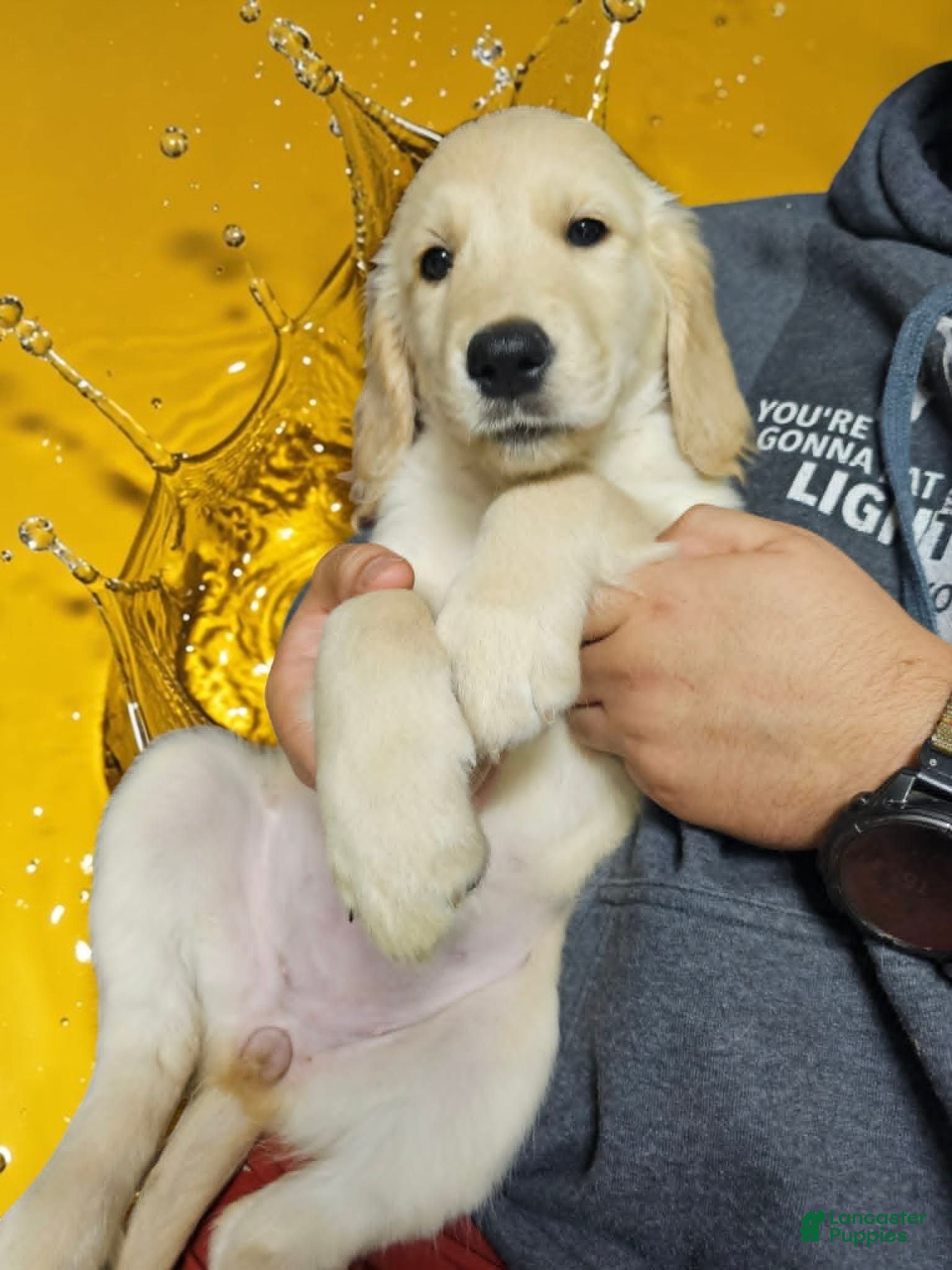 Golden Retriever dogs Golden Retriever 4 - Ad 2