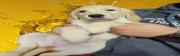 Golden Retriever dogs for sale: Golden Retriever 4 - Ad 2