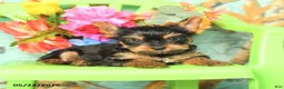 Yorkshire Terrier dogs for sale: Tyler - Ad 3