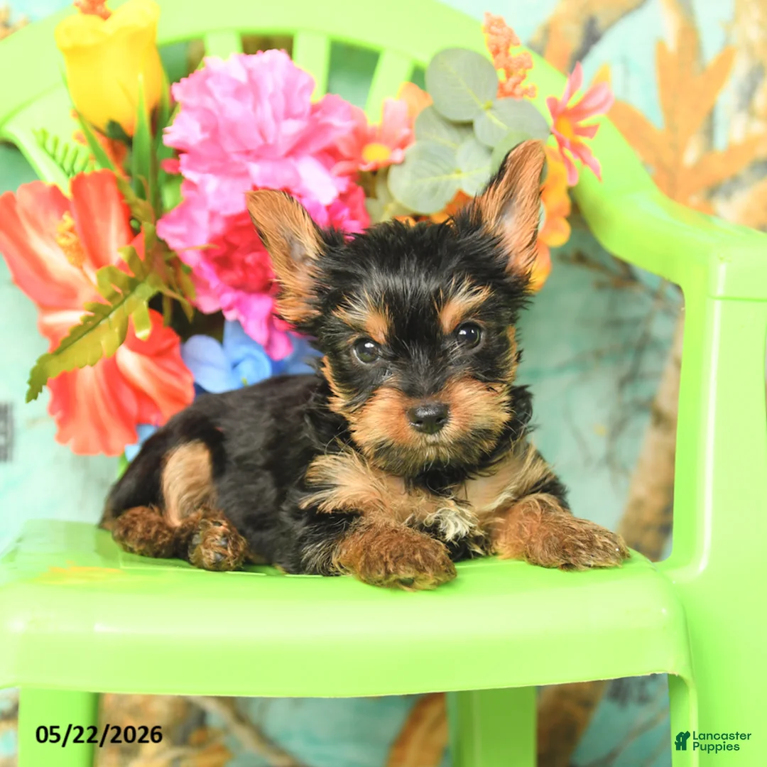 Yorkshire Terrier dogs for sale: Tyler - Ad 3