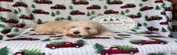 Maltipoo dogs for sale: Jingle - Ad 2