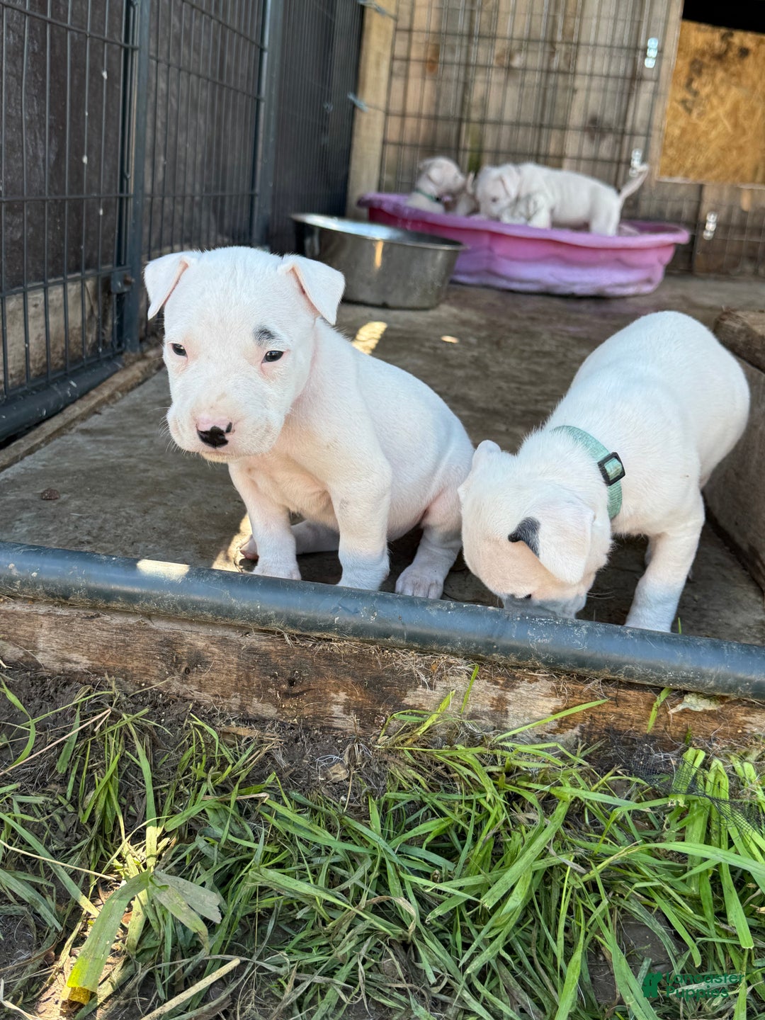 Dogo Argentino dogs for sale: Puppy M3 - Ad 22