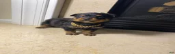 Rottweiler dogs for sale: Rottweiler 1 - Ad 2