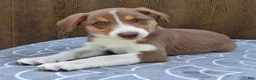 Australian Shepherd dogs for sale: Australian Shepherd 2 - Ad 1