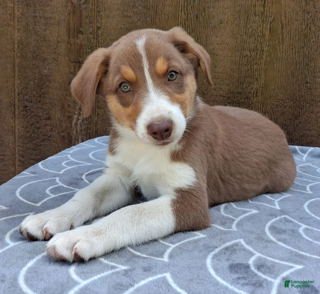 Australian Shepherd dogs for sale: Australian Shepherd 2 - Ad 1