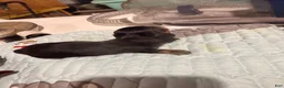 Dachshund dogs for sale: Dachshund 1 - Ad 2