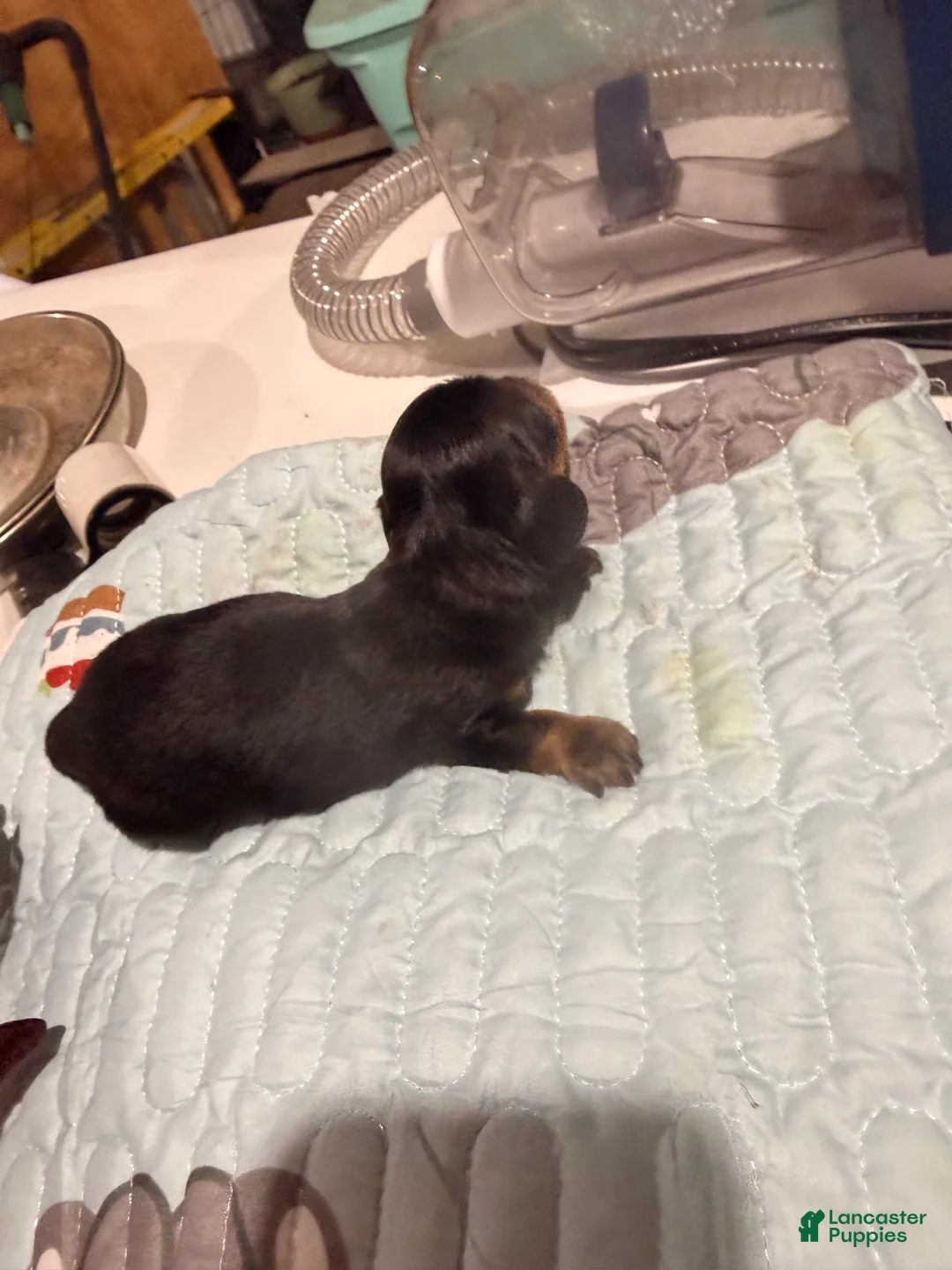Dachshund dogs for sale: Dachshund 1 - Ad 2