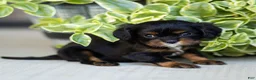 Cavalier King Charles Spaniel dogs for sale: Alice - Ad 3