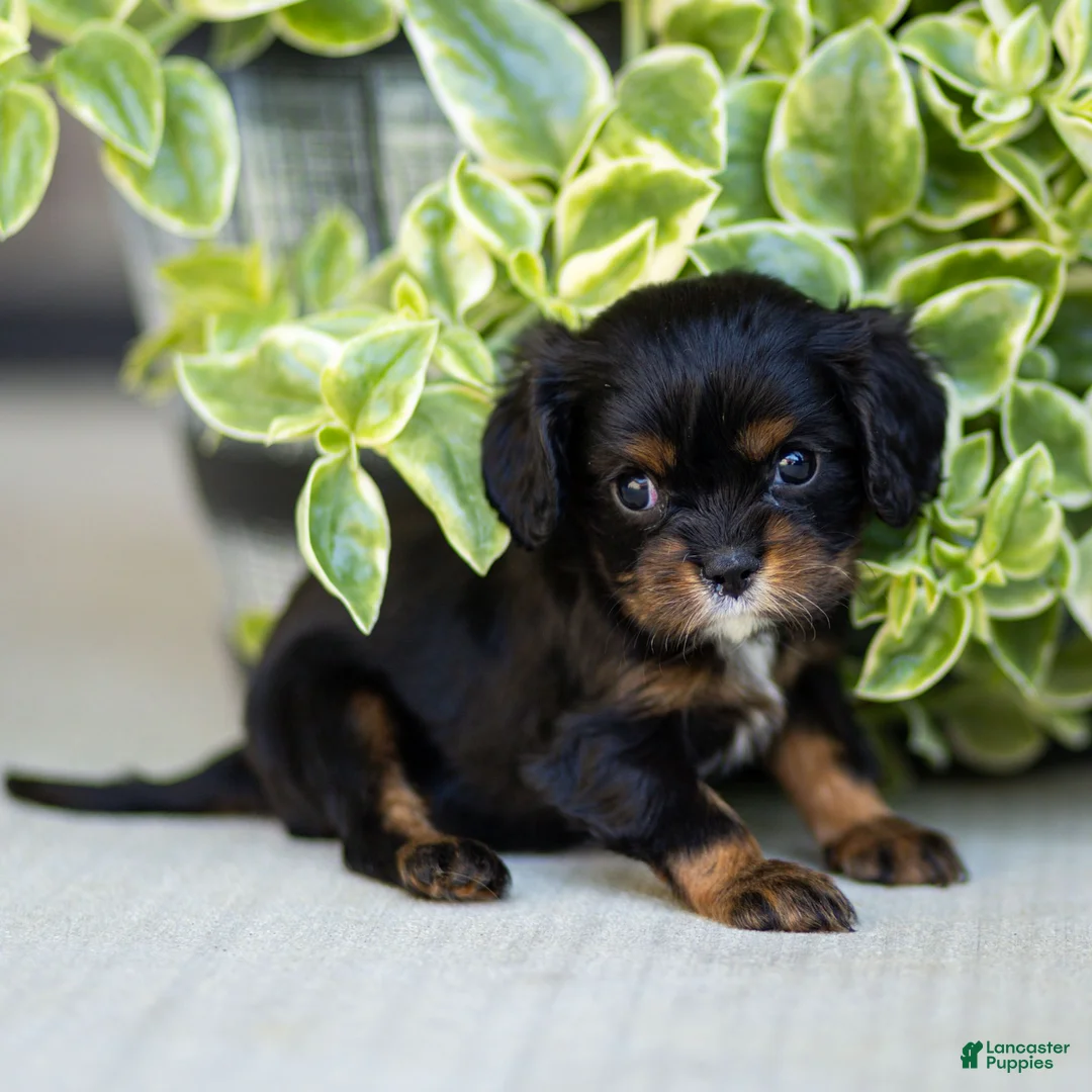 Cavalier King Charles Spaniel dogs for sale: Alice - Ad 3