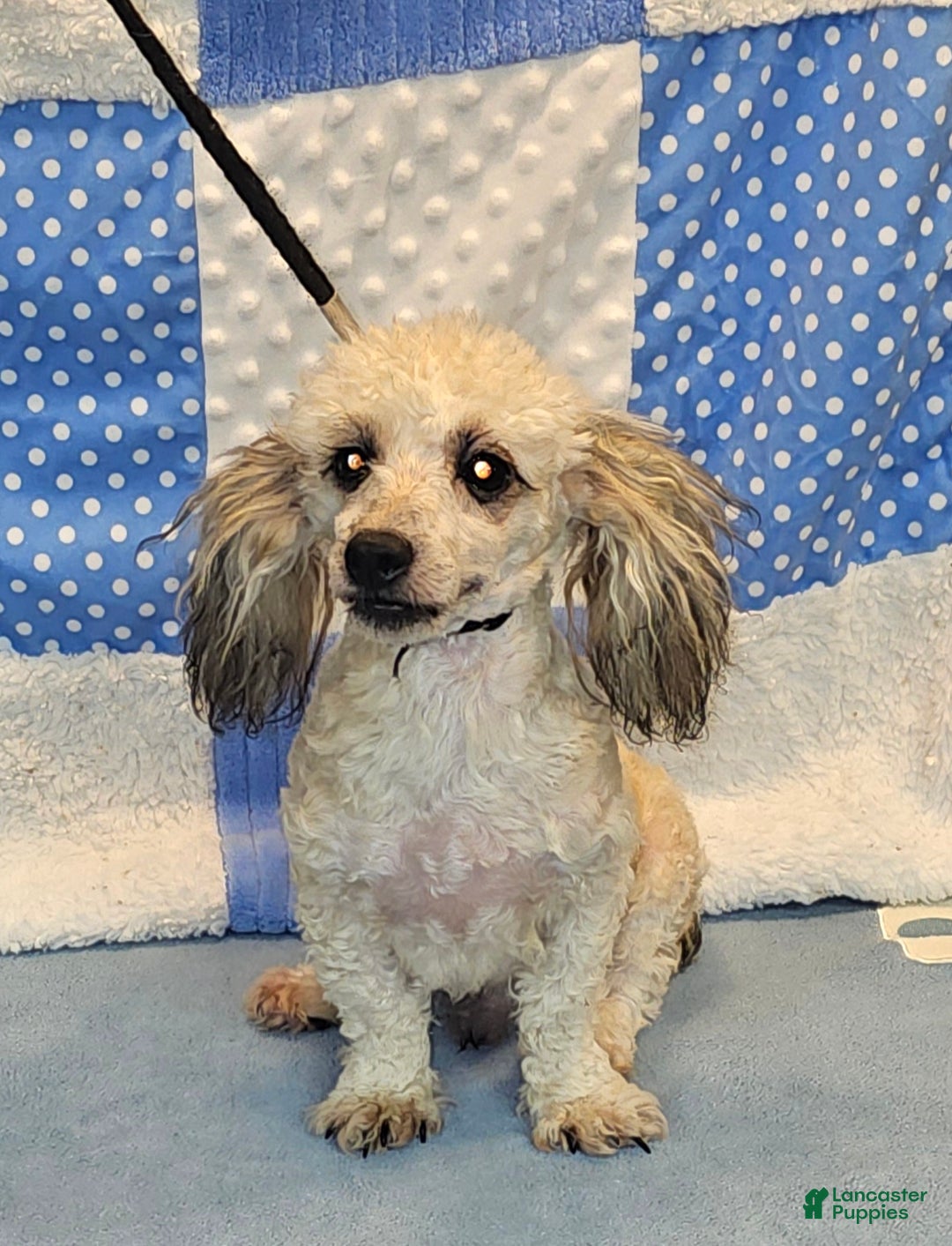 Toy Poodle dogs for sale: Toy Poodle Puppy 1 - Ad 2