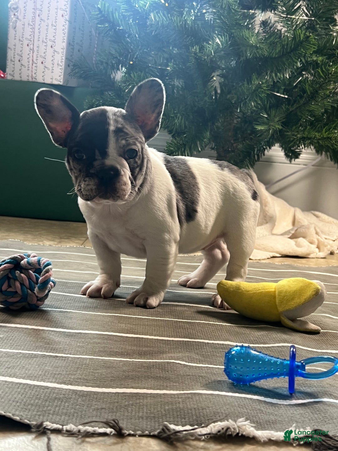 French Bulldog dogs for sale: Piper - Ad 5