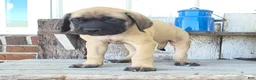 English Mastiff dogs for sale: Jesse - Ad 6