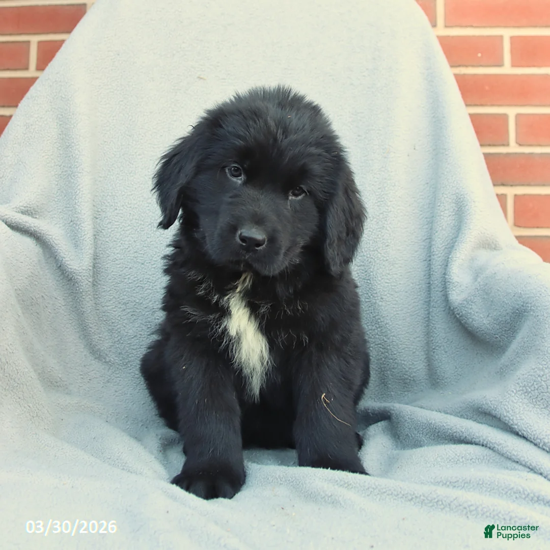 Newfoundland dogs for sale: Maple   - Ad 3