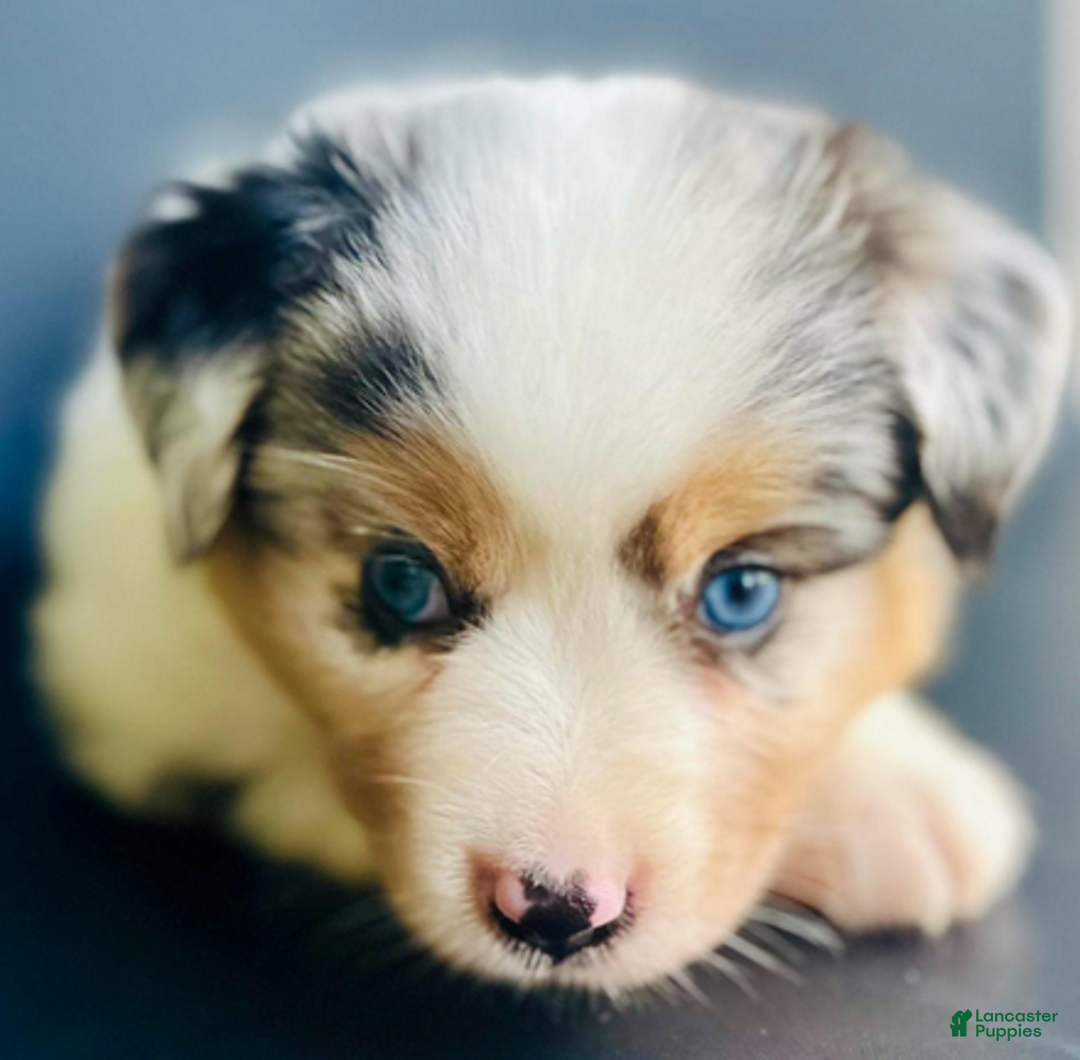 Mixed Breed dogs for sale: Chloe - Ad 1