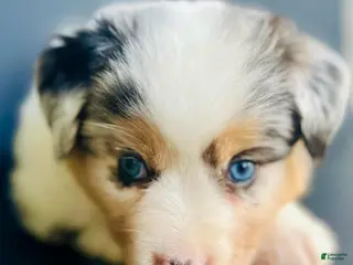 Mixed Breed dogs Chloe - Ad 16