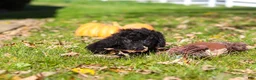 Cavapoo dogs for sale: Vince - Ad 11