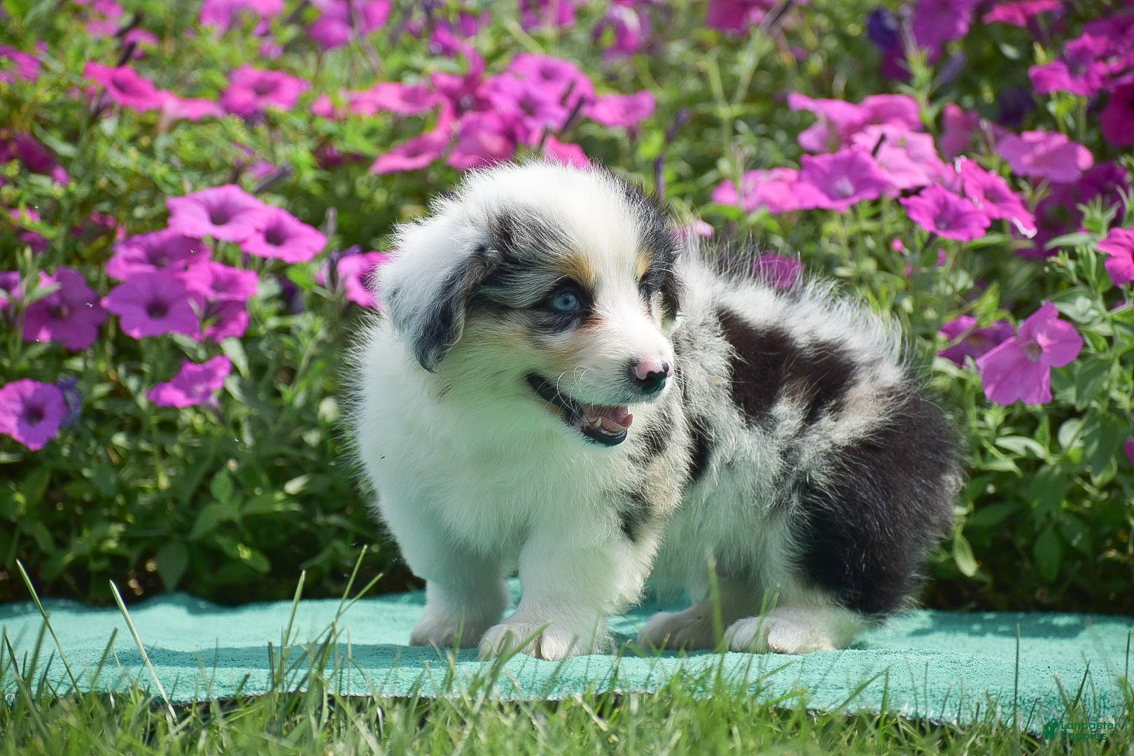 Welsh Corgi Pembroke dogs Jacob - Ad 2
