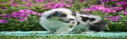 Welsh Corgi Pembroke dogs for sale: Jacob - Ad 2