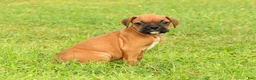 Boxer dogs for sale: Rover - Ad 3
