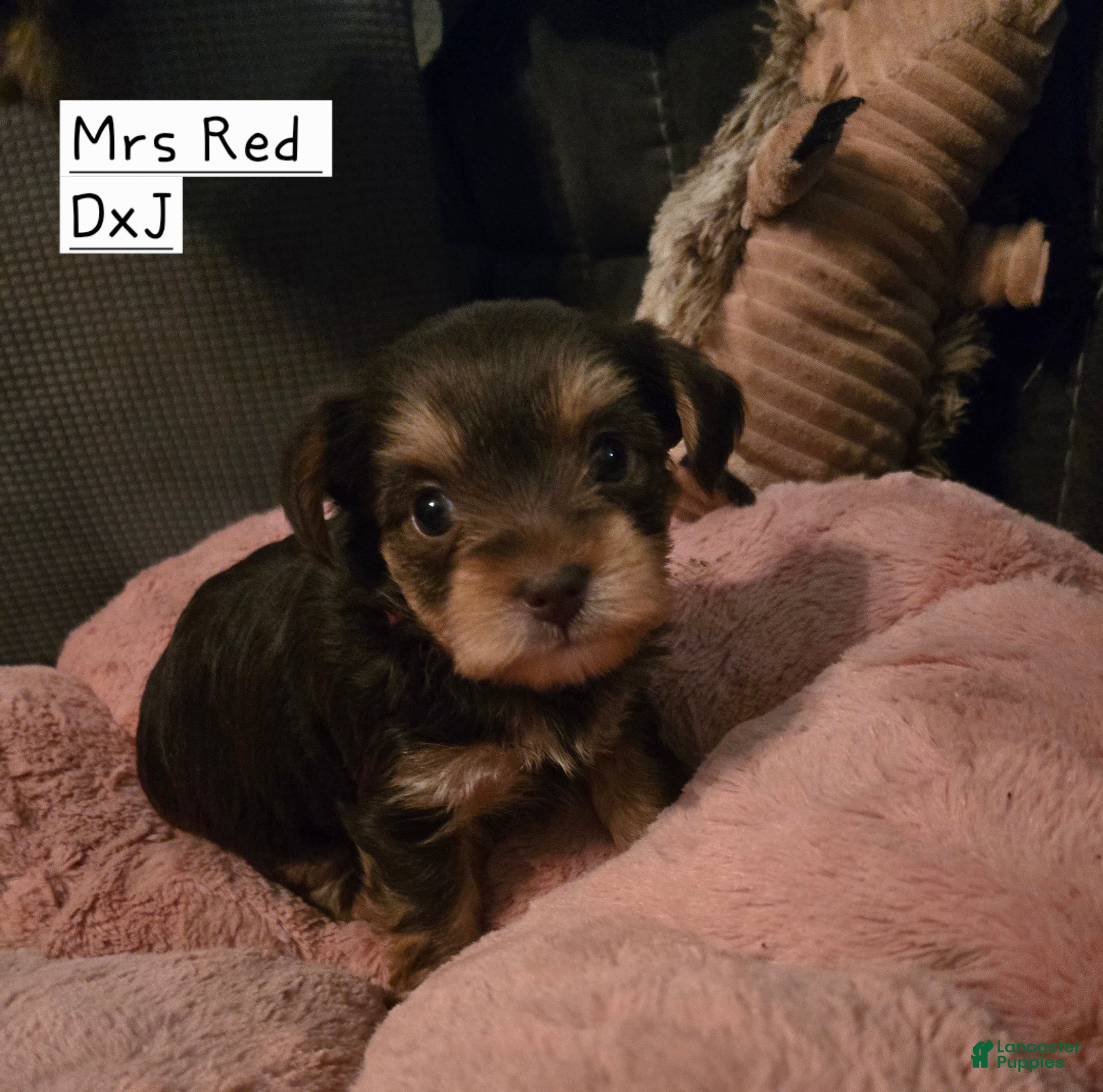 Yorkshire Terrier dogs Yorkshire Terrier Puppy 3-Mrs Red - Ad 2