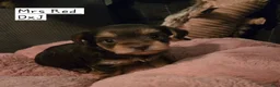 Yorkshire Terrier dogs for sale: Yorkshire Terrier Puppy 3-Mrs Red - Ad 2