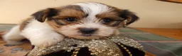 Shorkie dogs for sale: Shorkie 1 Saylor - Ad 4