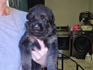 German Shepherd dogs German Shepherd 1 - Ad 14