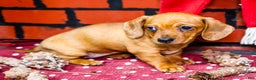 Miniature Dachshund dogs for sale: Ursala - Ad 5