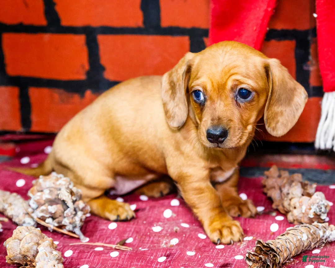 Miniature Dachshund dogs for sale: Ursala - Ad 10