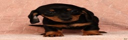 Miniature Dachshund dogs for sale: Nova - Ad 2