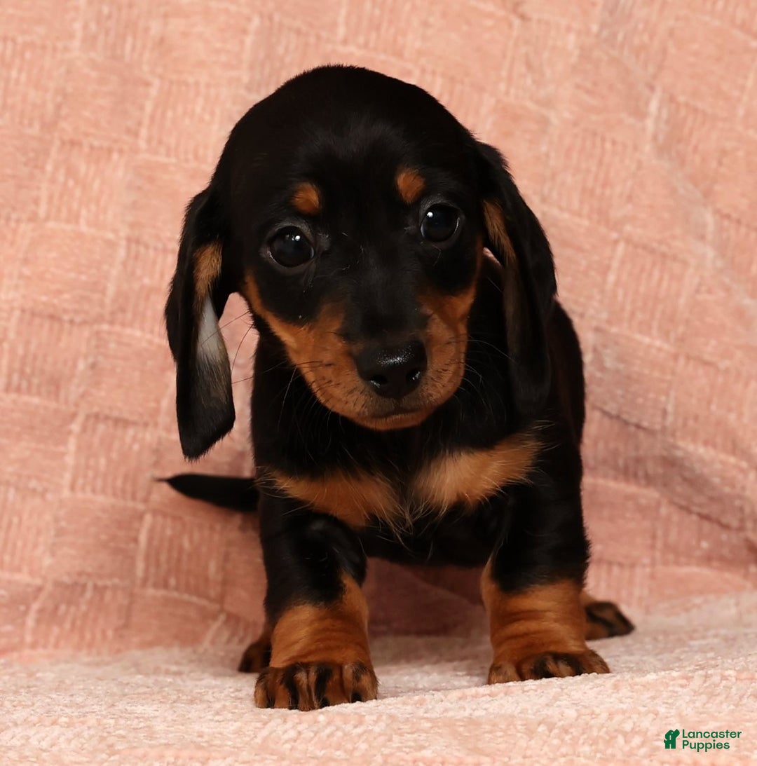 Miniature Dachshund dogs for sale: Nova - Ad 2
