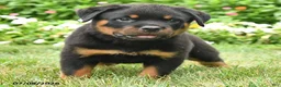 Rottweiler dogs for sale: Kato - Ad 3