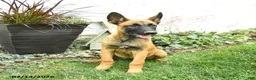 Belgian Malinois dogs for sale: Greta - Ad 3