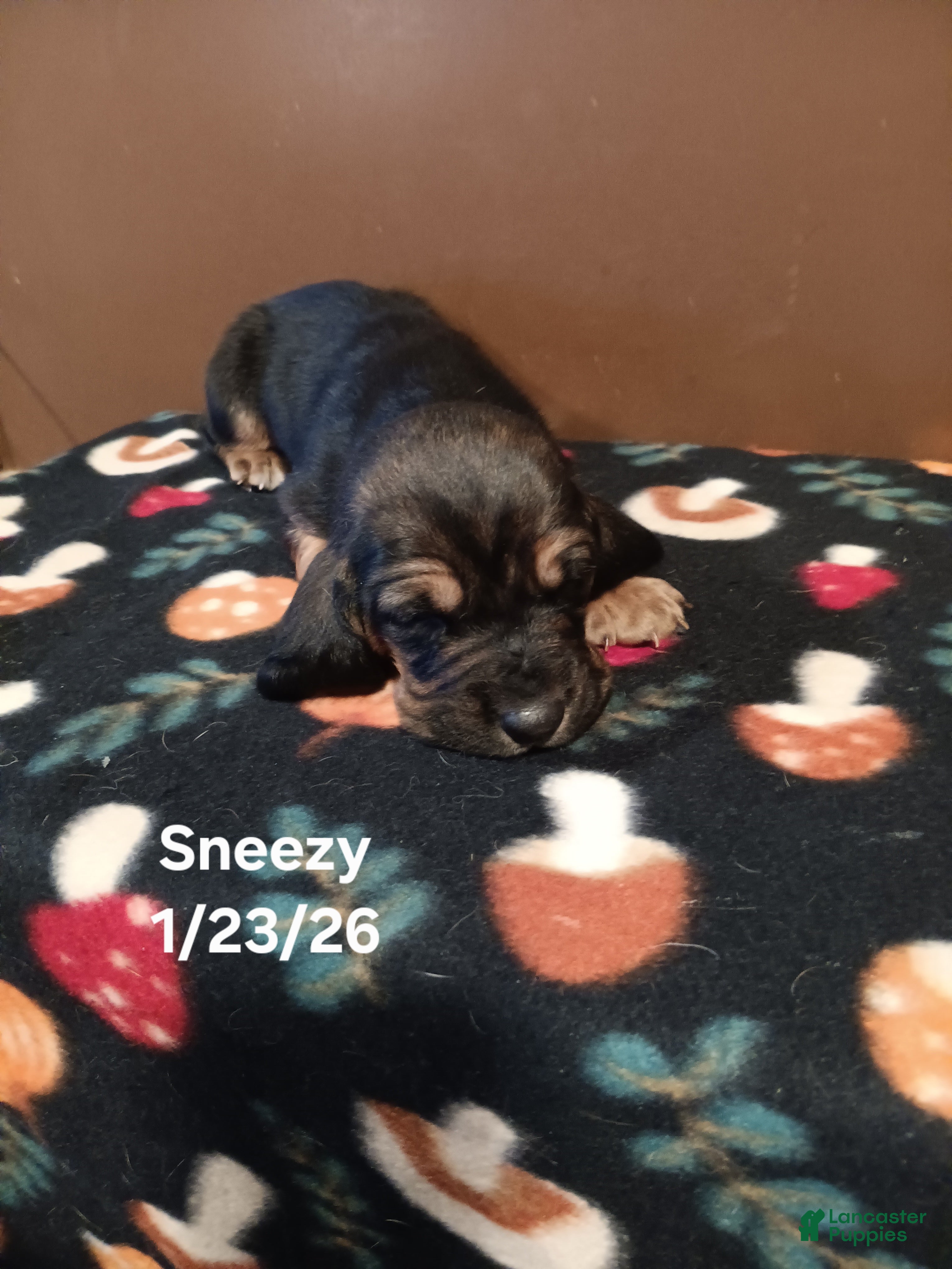 Basset Hound dogs Sneezy - Ad 37