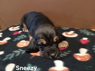 Basset Hound dogs Sneezy - Ad 20