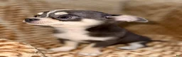 Chihuahua dogs for sale: blue tri - Ad 4