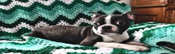 Boston Terrier dogs for sale: Juno - Ad 3