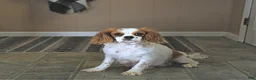 Cavalier King Charles Spaniel dogs for sale: Dawson - Ad 6