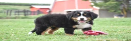 Bernese Mountain Dog dogs for sale: Princess - Ad 4