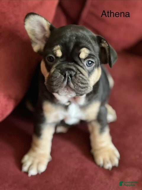 French Bulldog dogs French Bulldog Puppy 3 - Ad 31