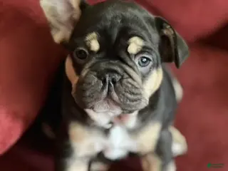 French Bulldog dogs French Bulldog Puppy 3 - Ad 31