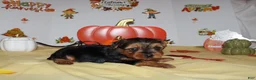 Yorkshire Terrier dogs for sale: Tommy  - Ad 2