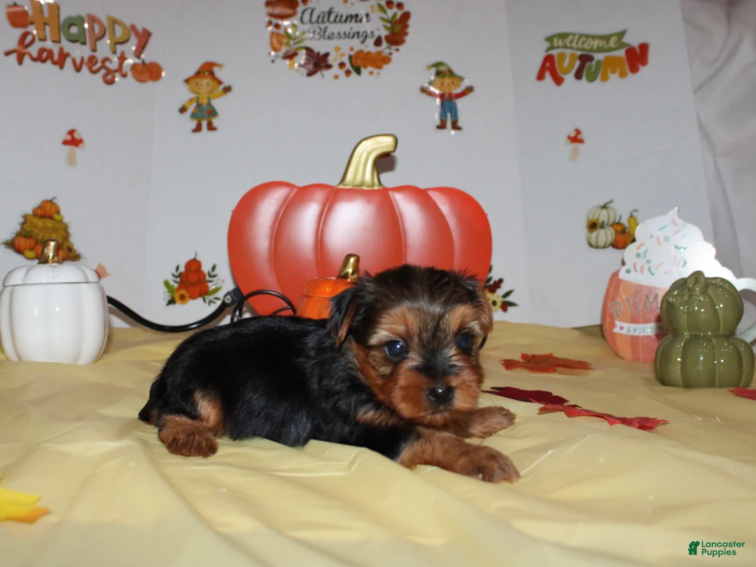 Yorkshire Terrier dogs for sale: Tommy  - Ad 2