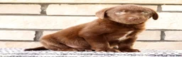 Labrador Retriever dogs for sale: Ricky - Ad 6
